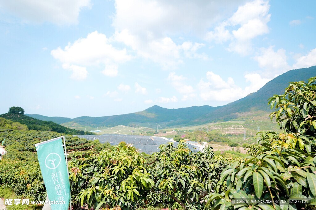 山间茶园风光