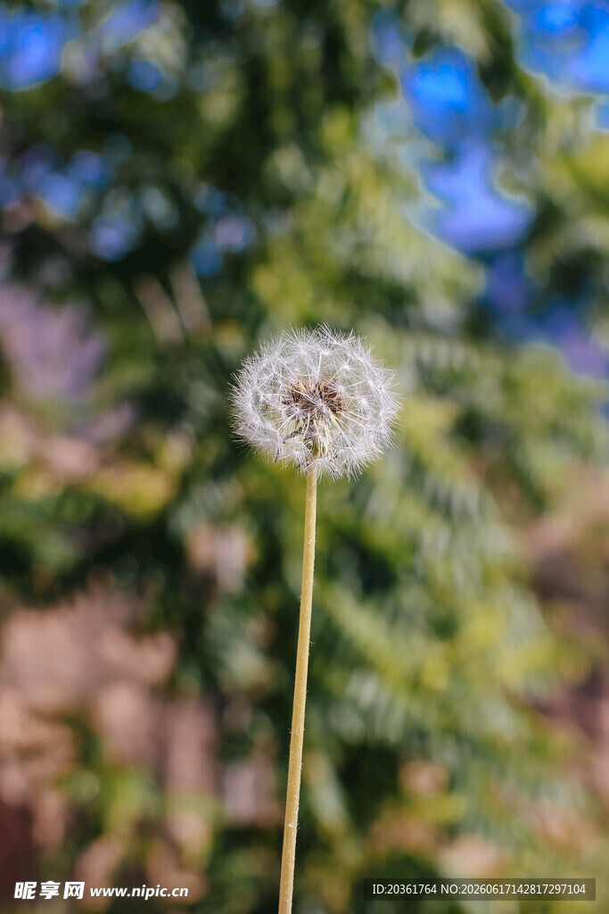 阳光下的蒲公英