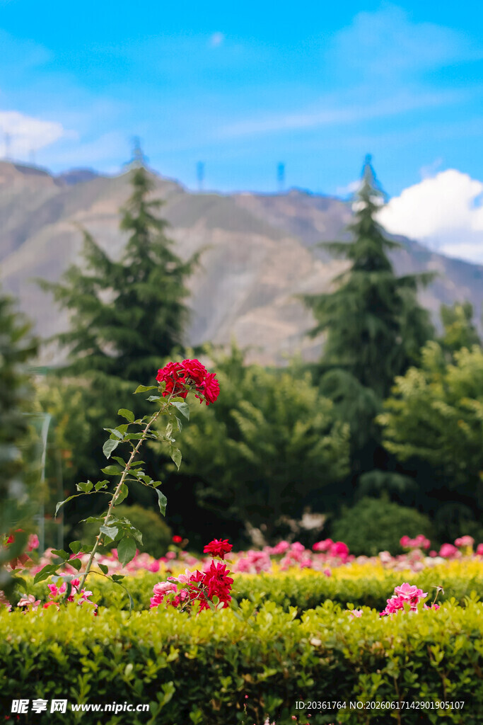 山间烂漫花丛中的红玫瑰