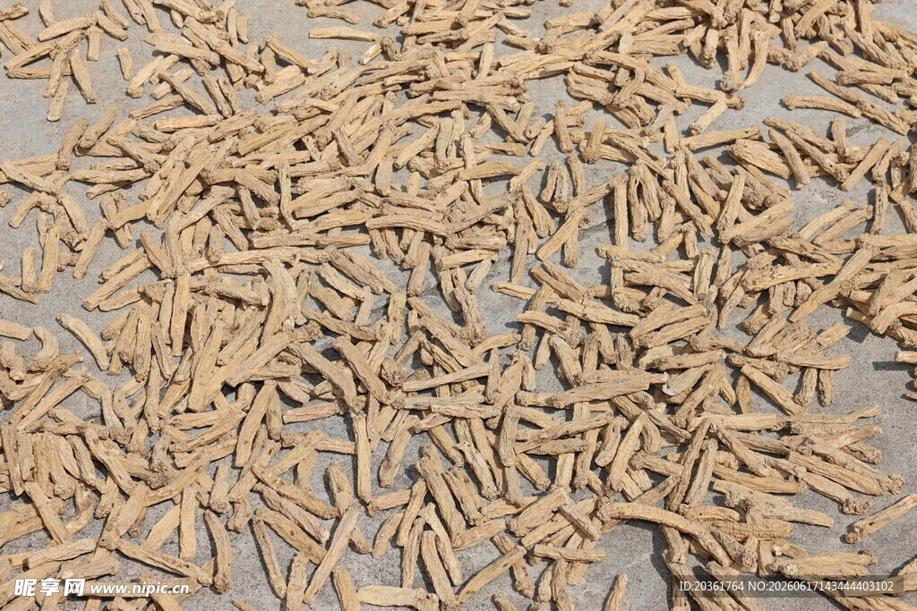 地面上的大量小鱼干