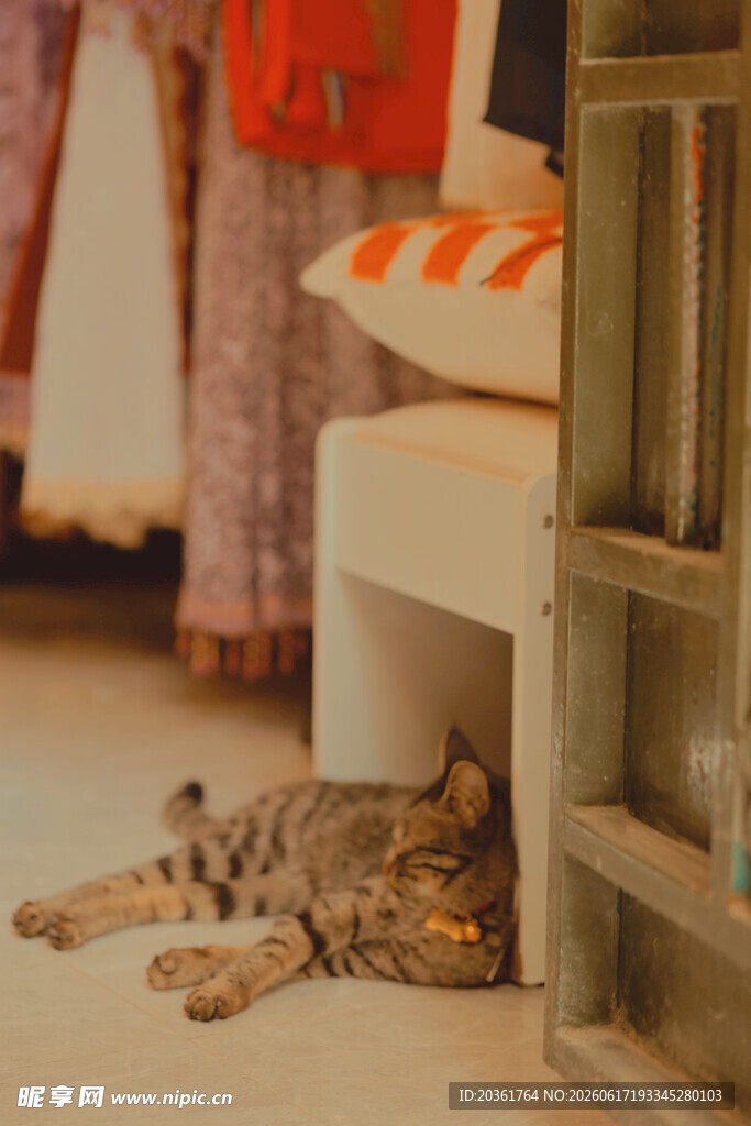 店内休憩的猫咪