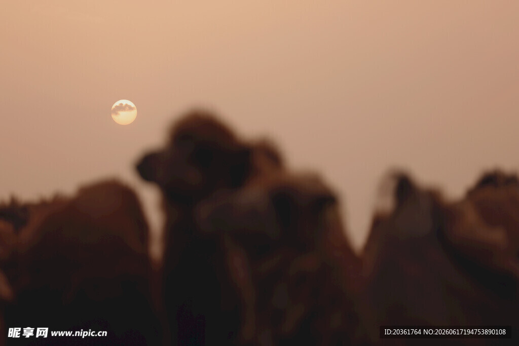 夕阳下的骆驼群