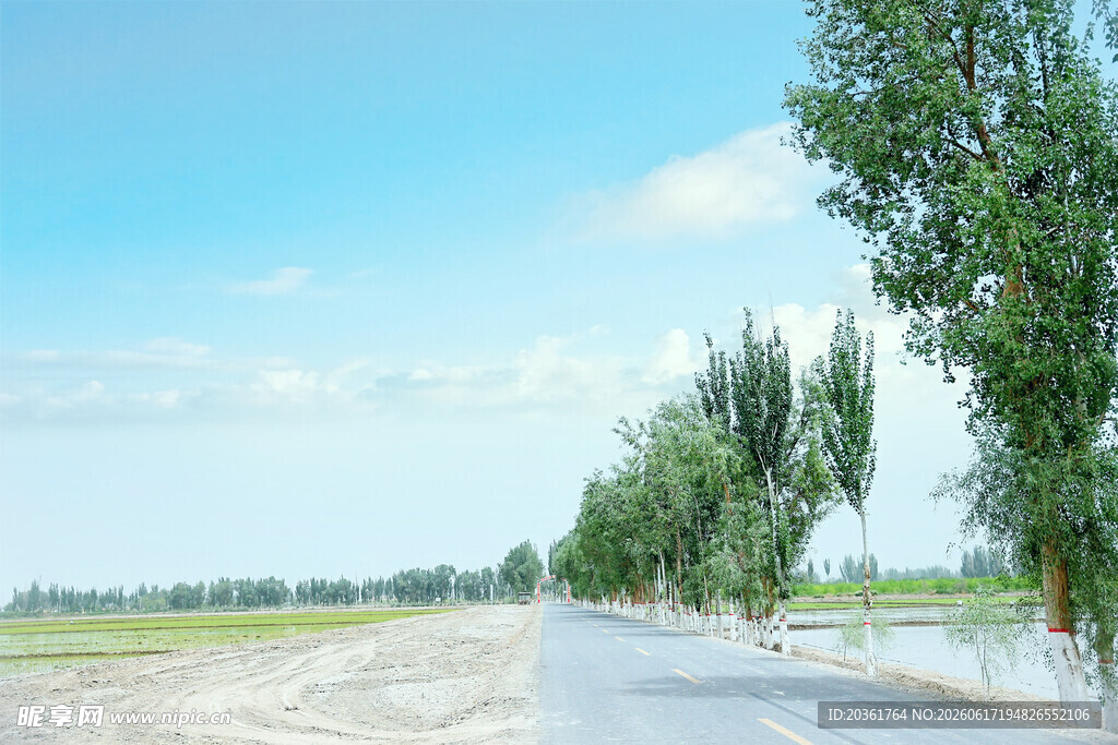 乡村公路旁的葱郁绿树