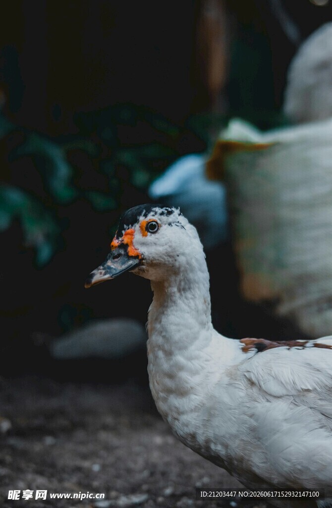 白鸭特写