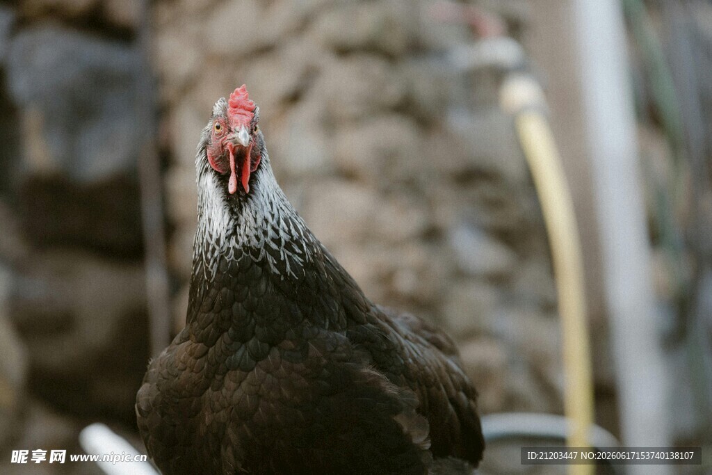 昂首的黑公鸡