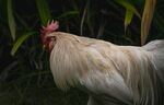 白公鸡立于绿植间