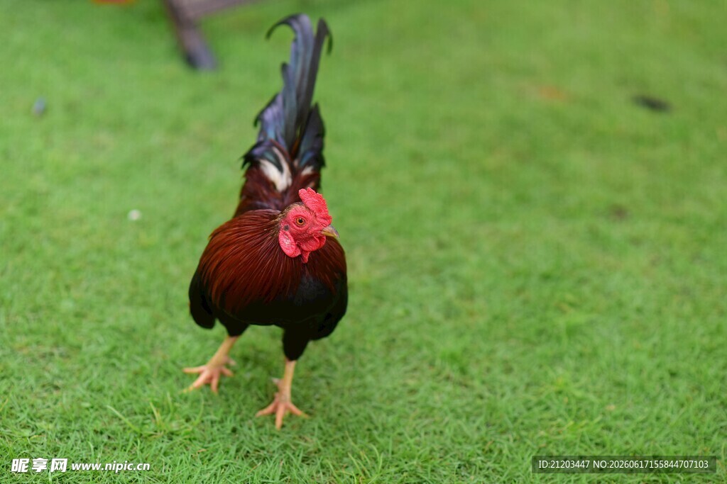 草地上的美丽红腹角雉