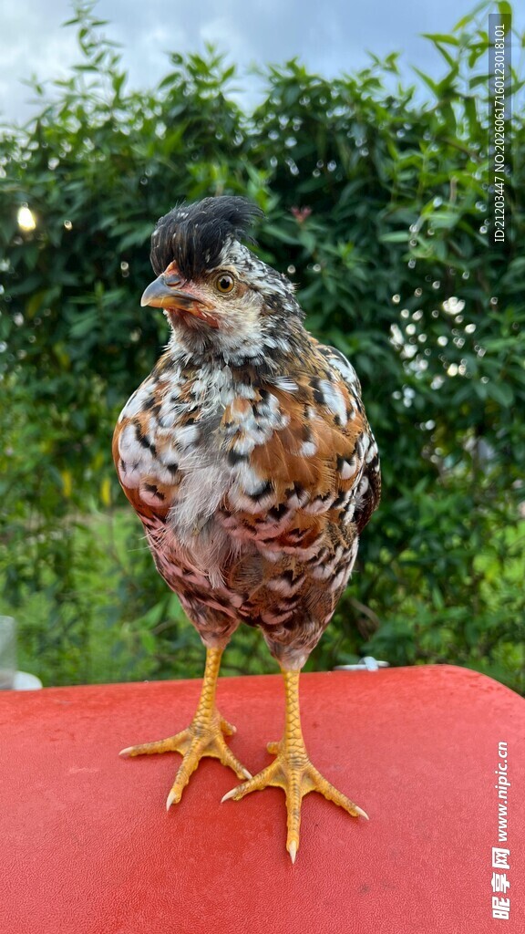 彩色羽毛的独特小鸡