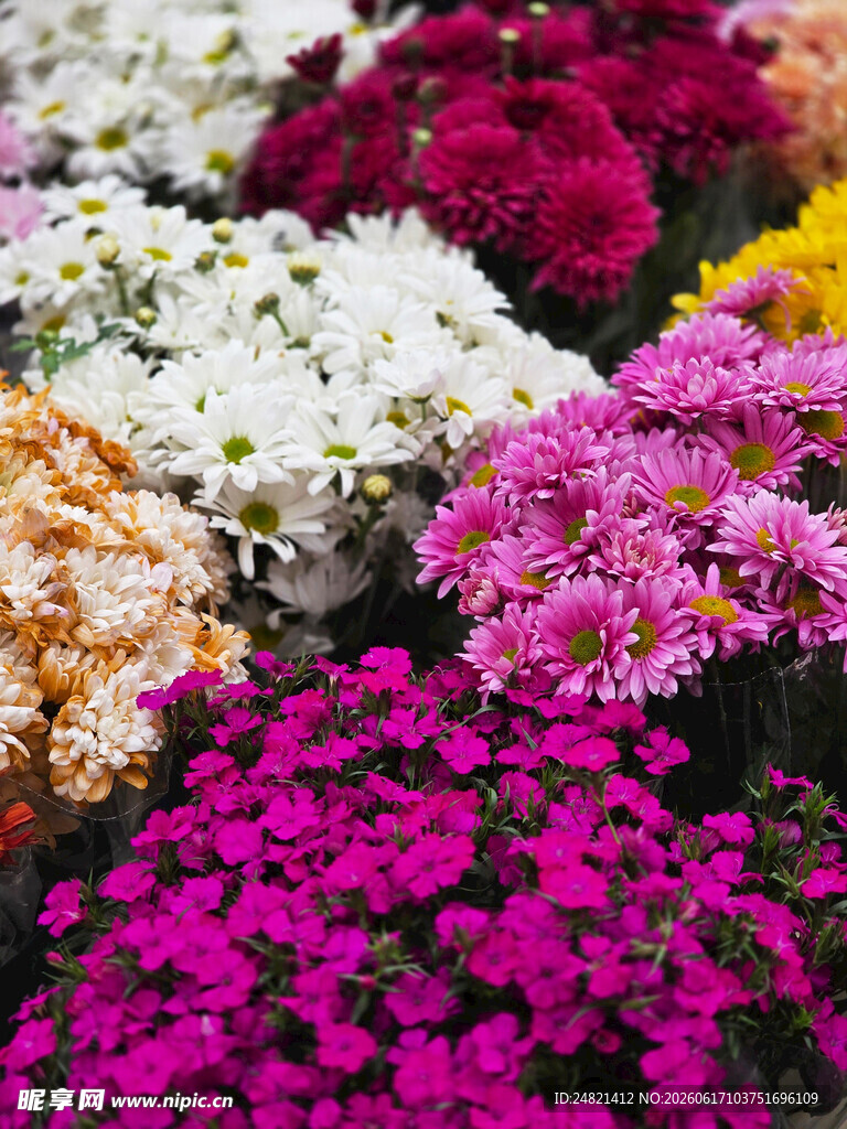 多彩菊花绽放