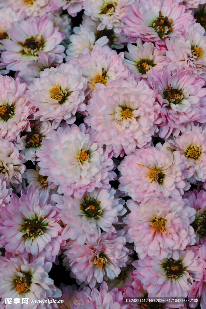 粉色雏菊花卉特写