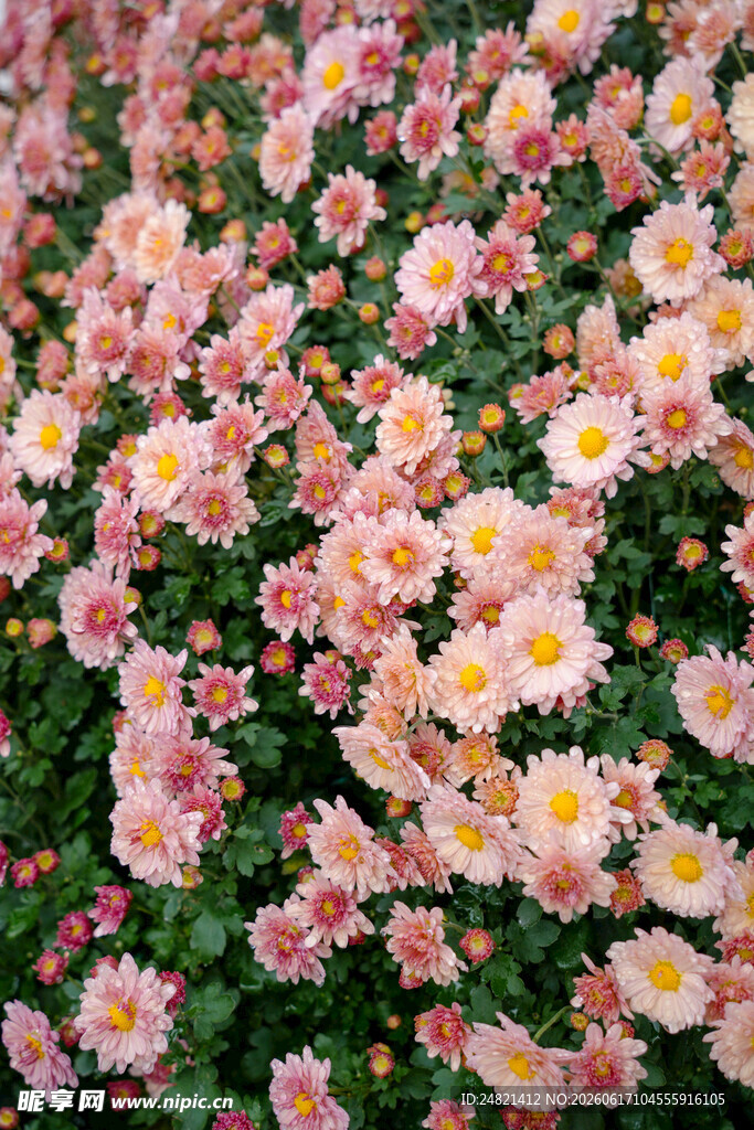 缤纷雏菊绽放美丽瞬间