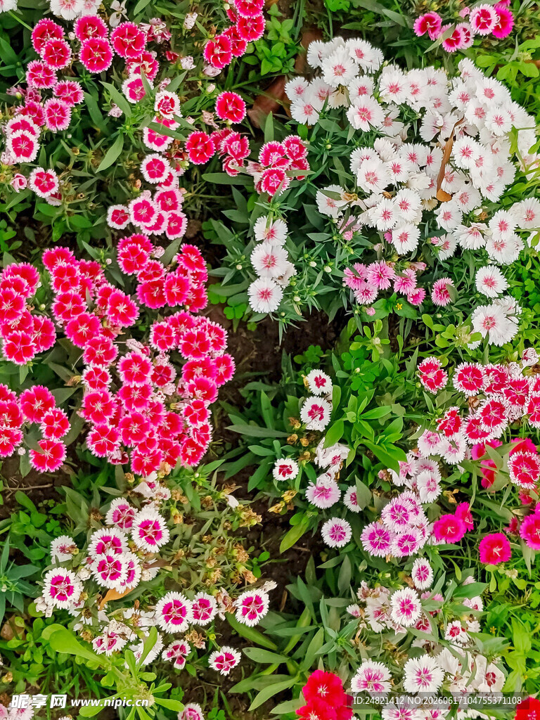 多彩石竹花绽放美景