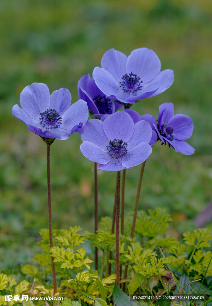 紫色银莲花绽放于草地