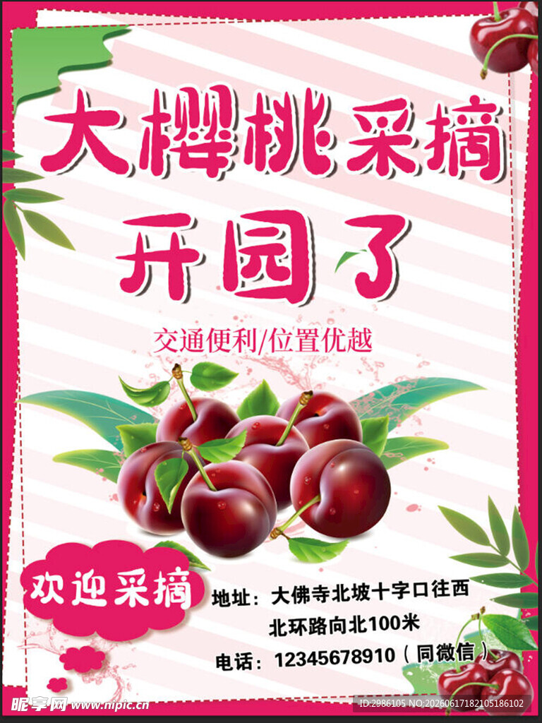 大樱桃采摘开园啦