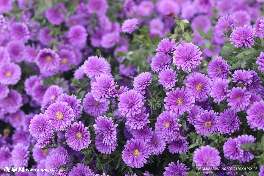 紫色雏菊绽放的美丽花田