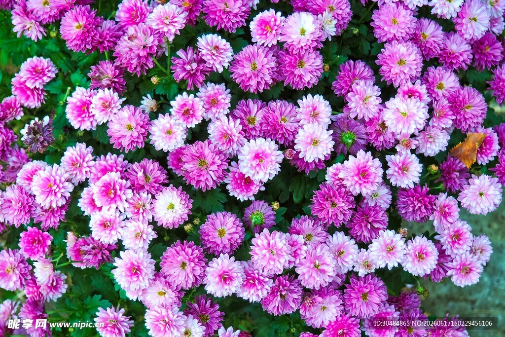 缤纷粉色花卉绽放