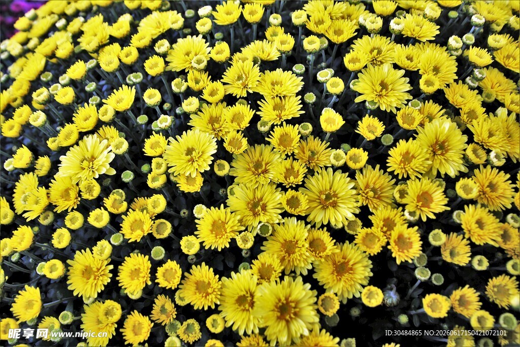 黄色菊花密集绽放