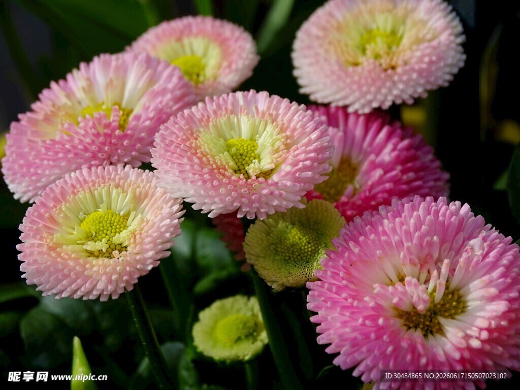 粉色雏菊绽放美丽