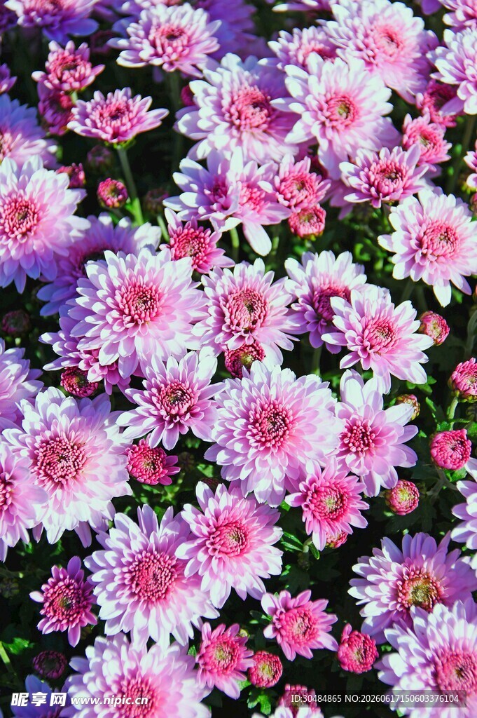 缤纷多彩的粉色菊花绽放