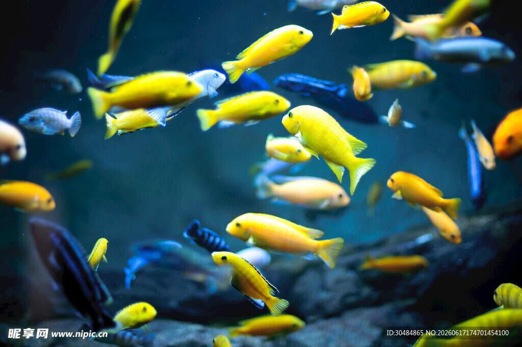 多彩群鱼畅游水族馆