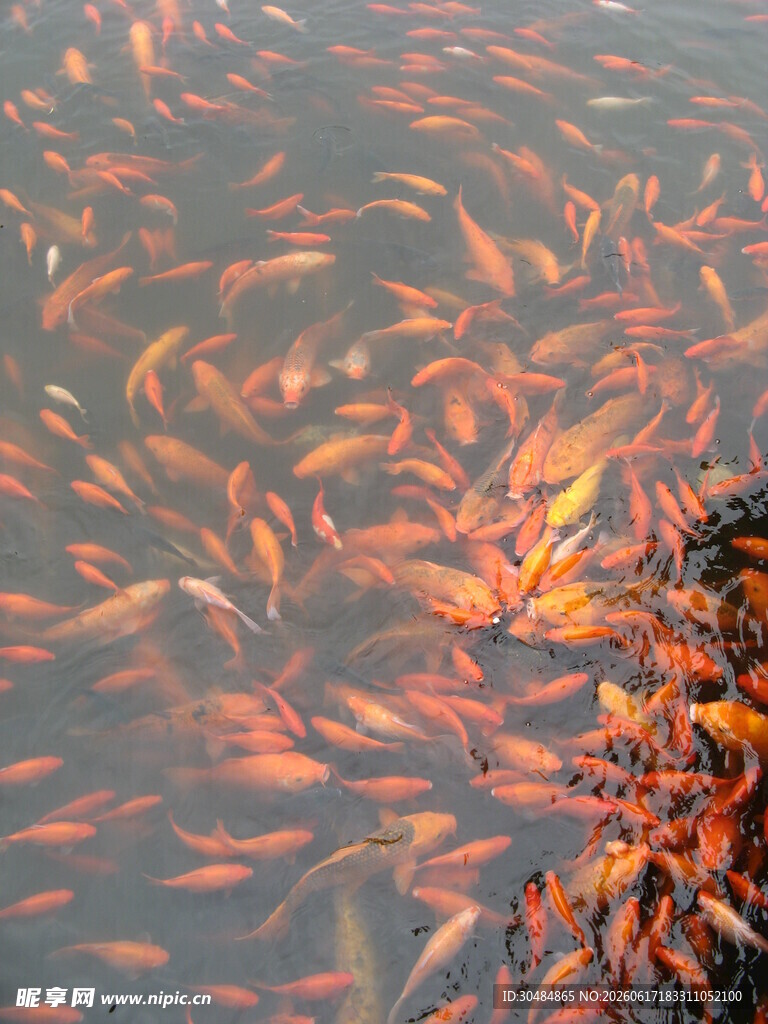 池塘中群游的斑斓金鱼