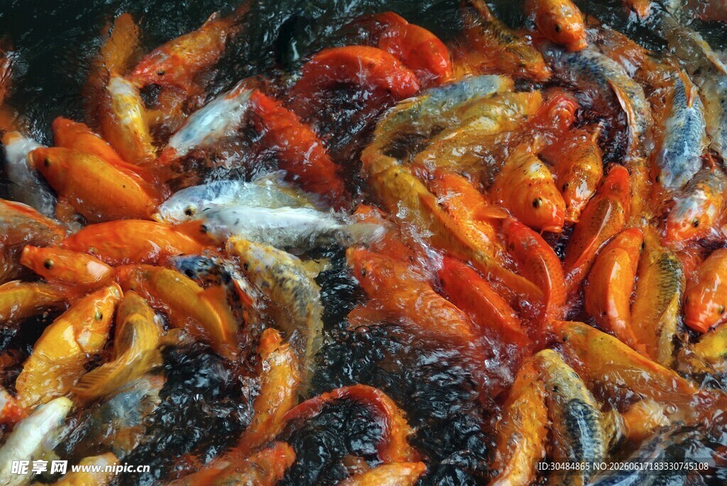 多彩锦鲤水中畅游