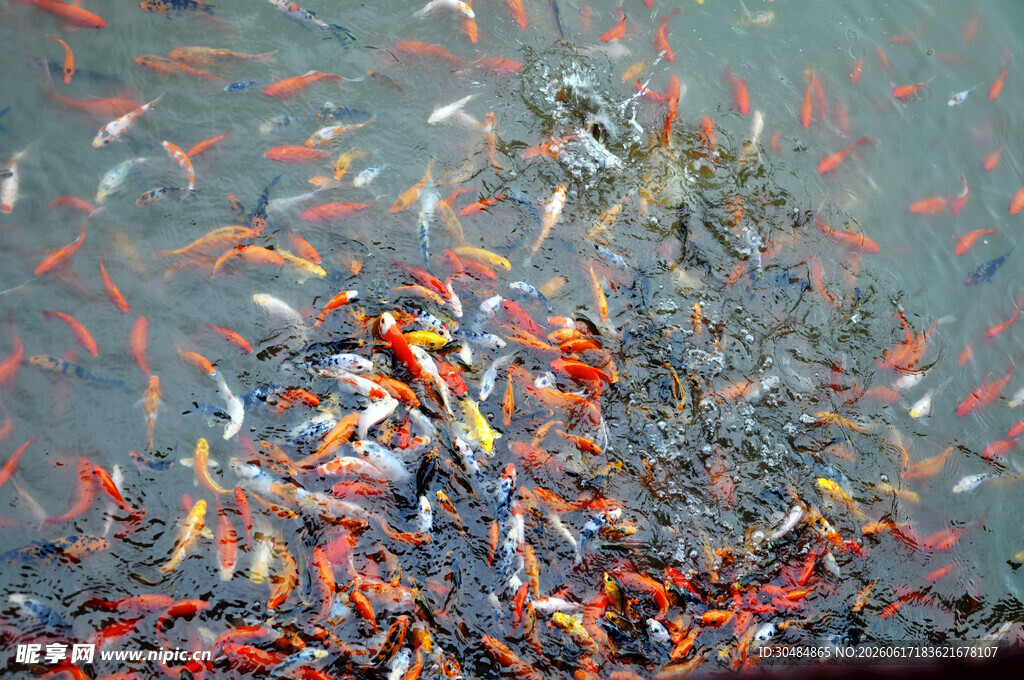 海底珊瑚与缤纷热带鱼