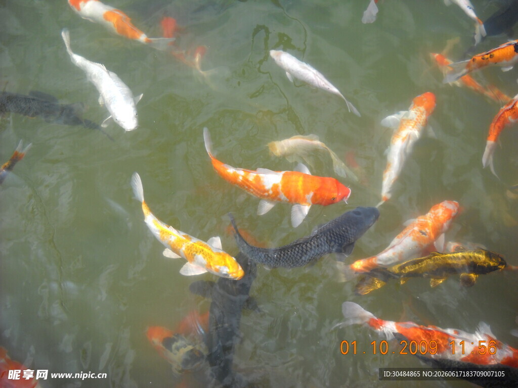 锦鲤