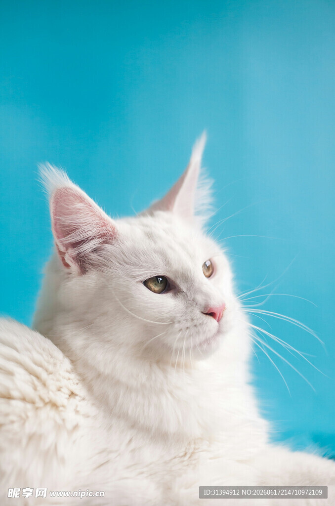 白色猫咪侧卧蓝色背景