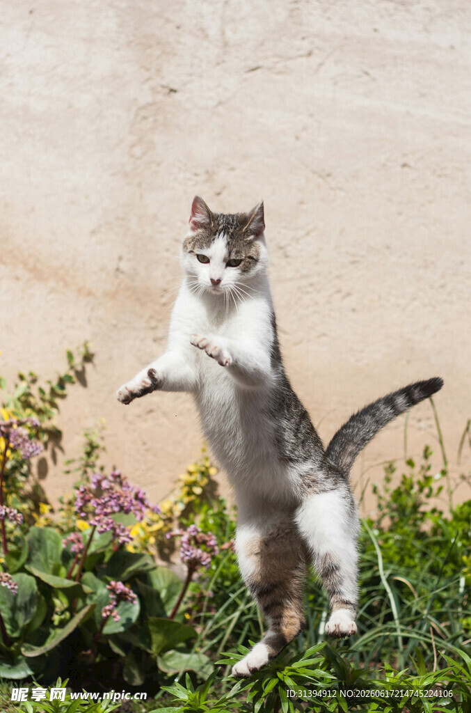 猫咪站立于花丛中