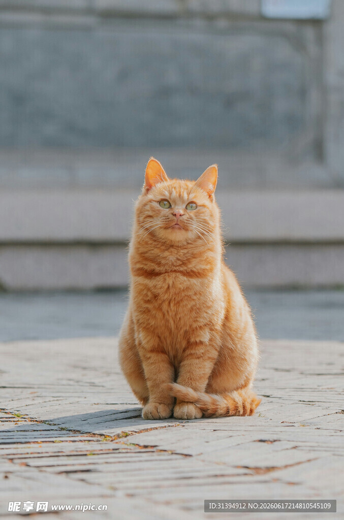橘猫端坐模样超可爱