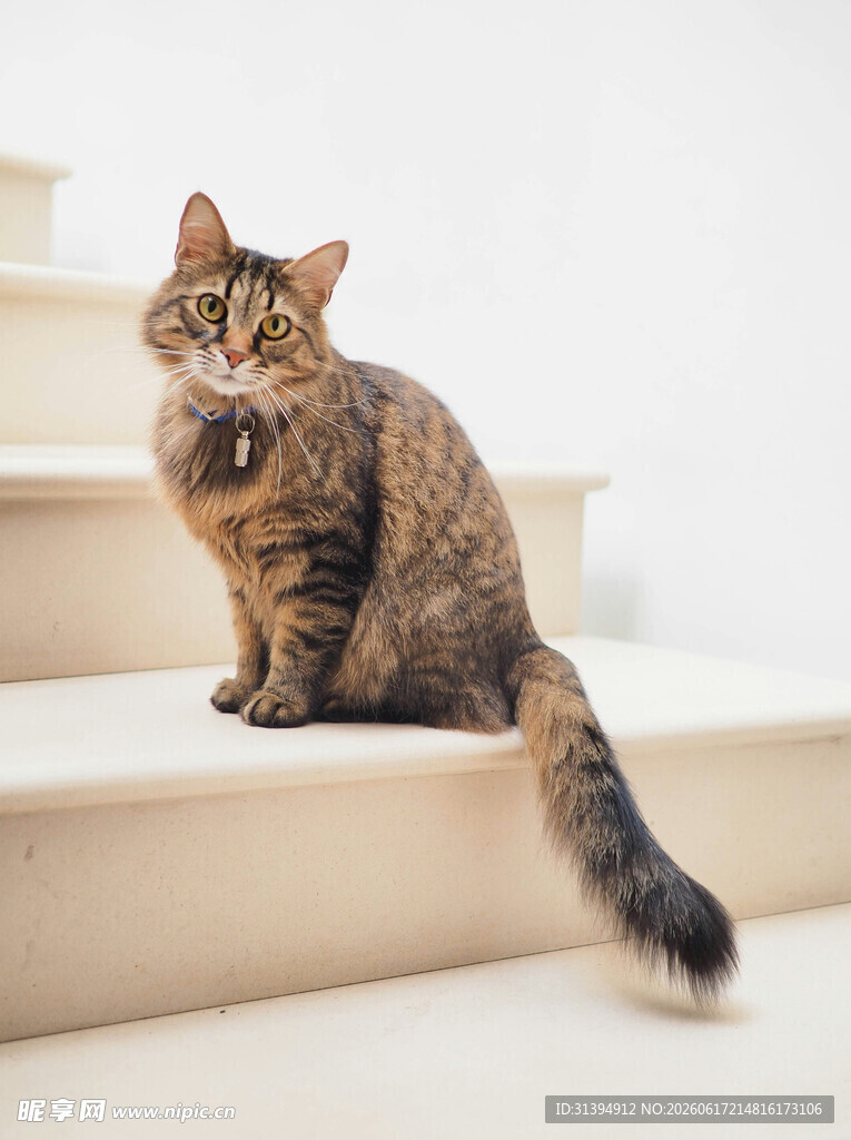 台阶上的斑纹猫咪