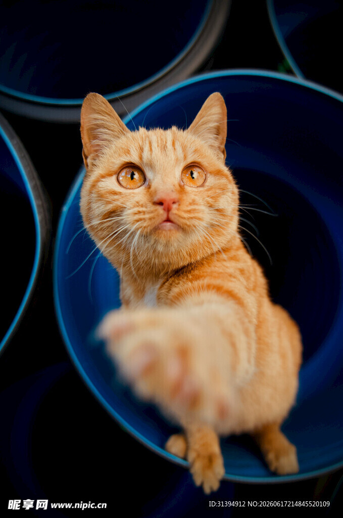 橘猫端坐伸出小爪子