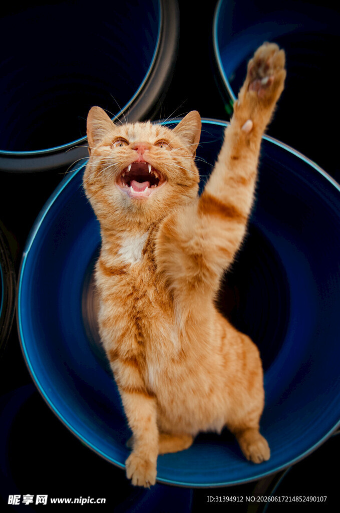 橘猫欢乐玩耍瞬间