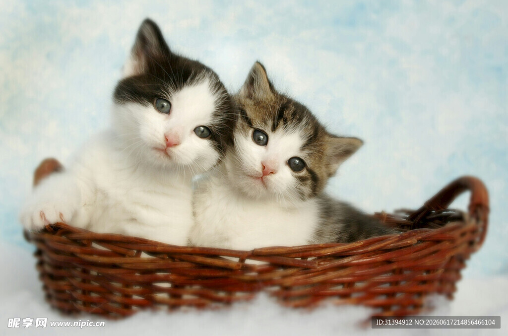 篮子里的可爱双猫