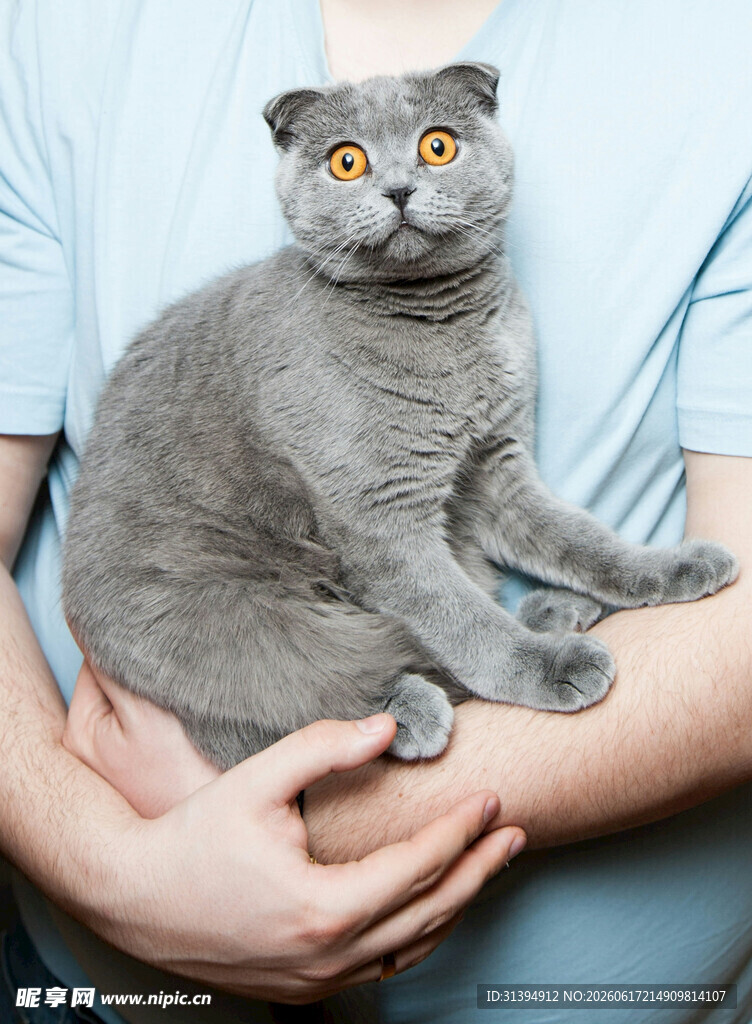 灰色萌猫被温柔捧在怀中