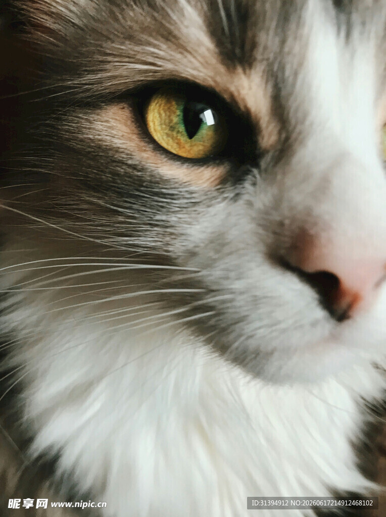 可爱长毛猫的特写