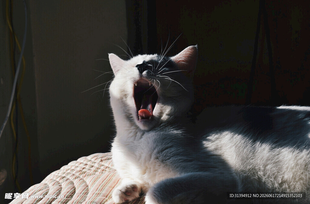 打哈欠的可爱猫咪