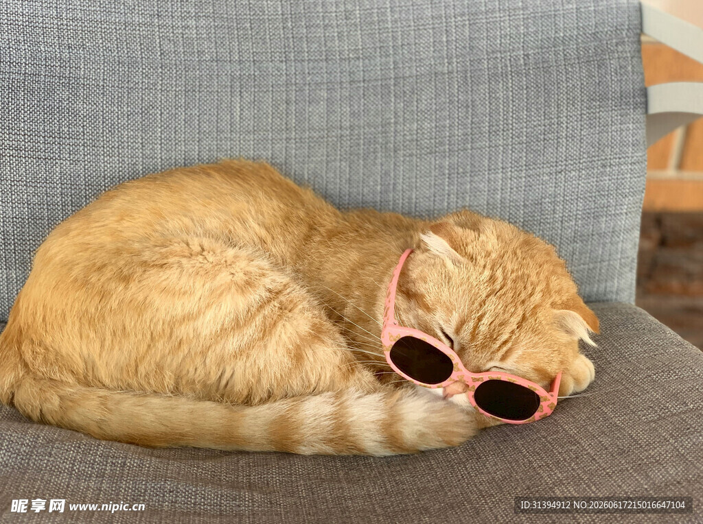 戴墨镜酣睡的橘猫