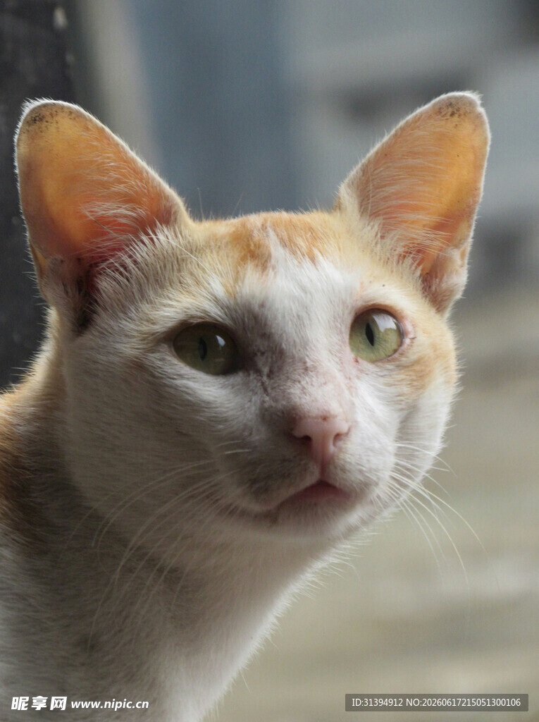 可爱猫咪特写
