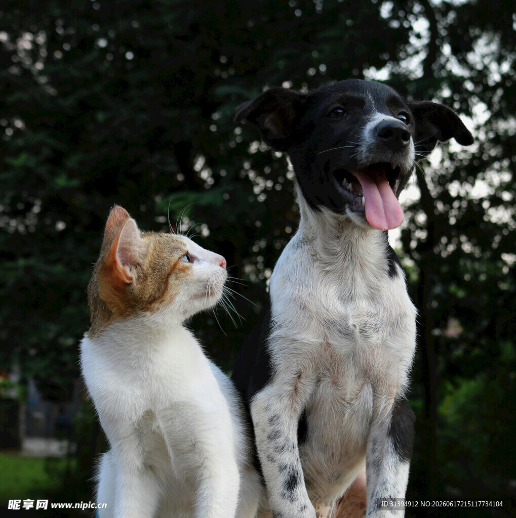 猫犬相伴的温馨瞬间