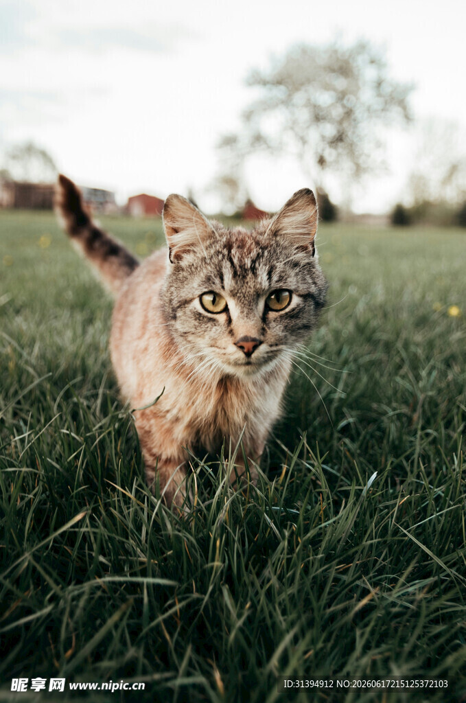 草地上行走的可爱猫咪