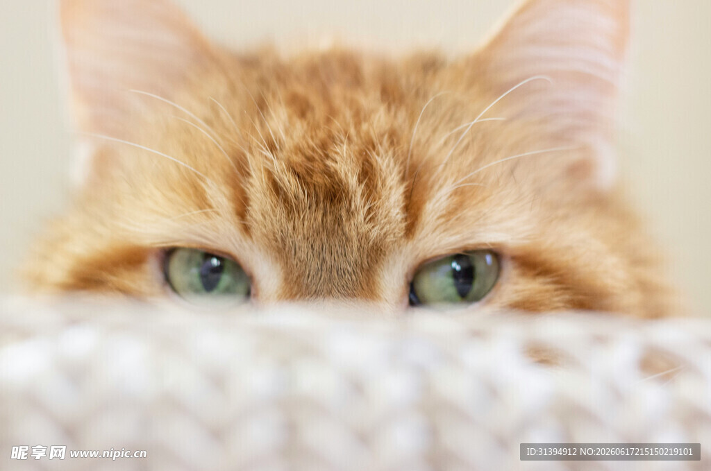 萌猫探头