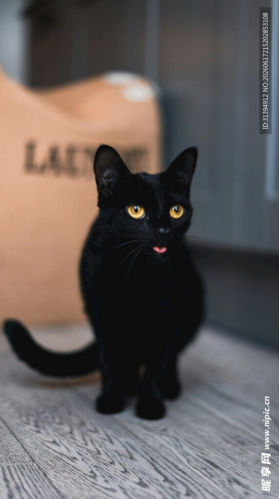 可爱黑猫张嘴吐舌萌态