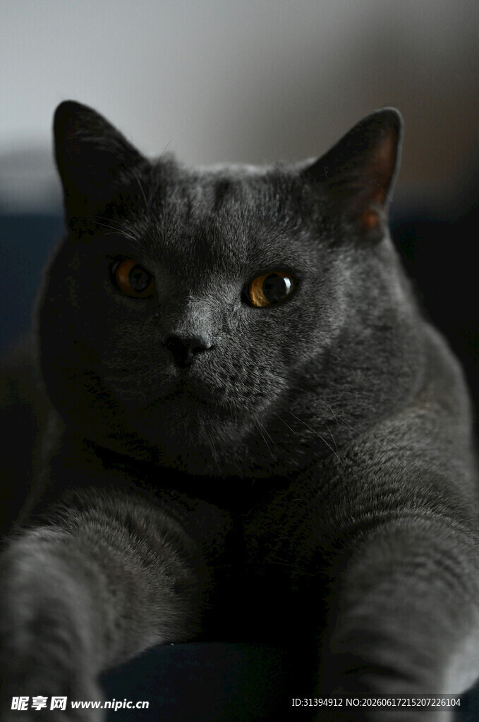 灰蓝猫咪趴卧特写