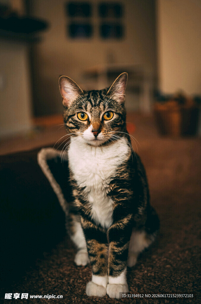 可爱猫咪端坐室内