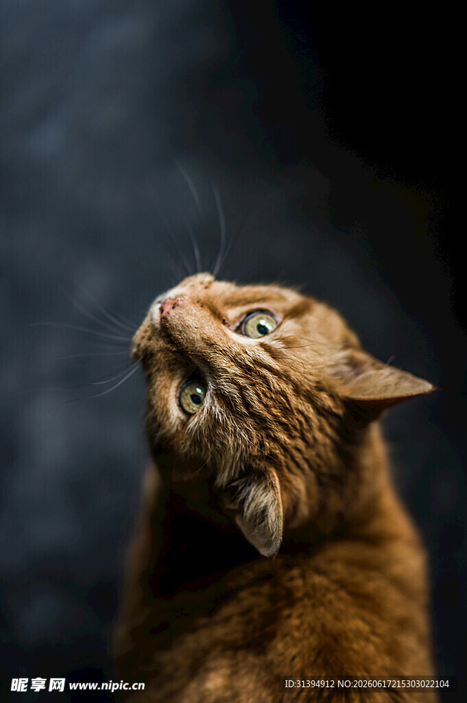 仰头的可爱棕色猫咪