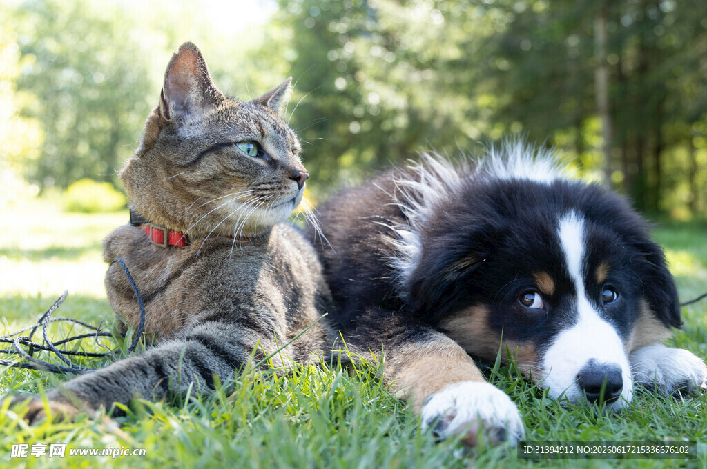 猫与狗同卧于绿草地上