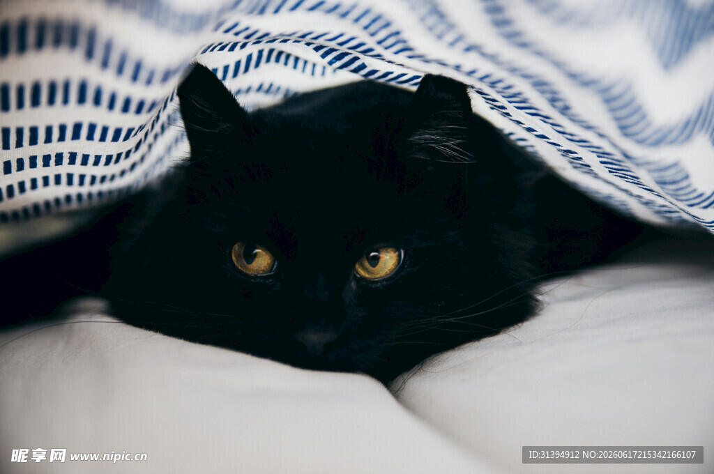 黑猫咪躲在布下超可爱