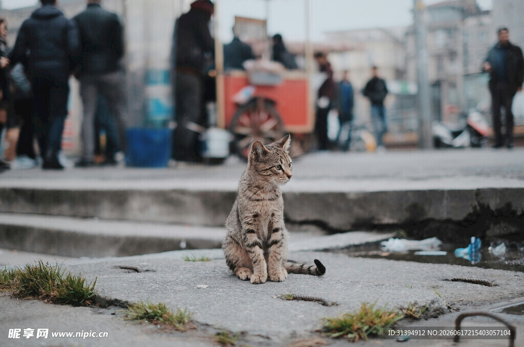 街头独坐的斑纹小猫